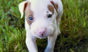 Adoption is always best, but if you want to choose your own puppy, then it's important to find a reputable pitbull puppy breeder. Check out our tips to get a healthy pup!
