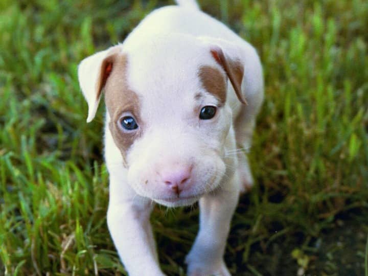 how long does it take for puppy to adjust to new home