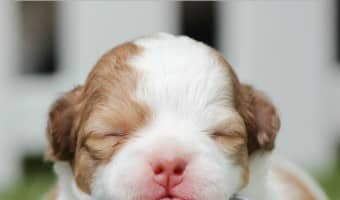 Retained puppy teeth. How do you know when it's time to have them extracted? If your dog has retained puppy teeth you should always have them extracted.