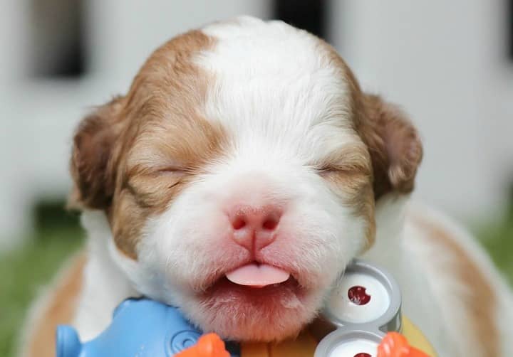 Retained Puppy Teeth Why They Should be Extracted