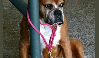 When picking leashes, the very last thing your list should be slip leashes. They should only be used as a stop-gap when you don't have a regular leash.