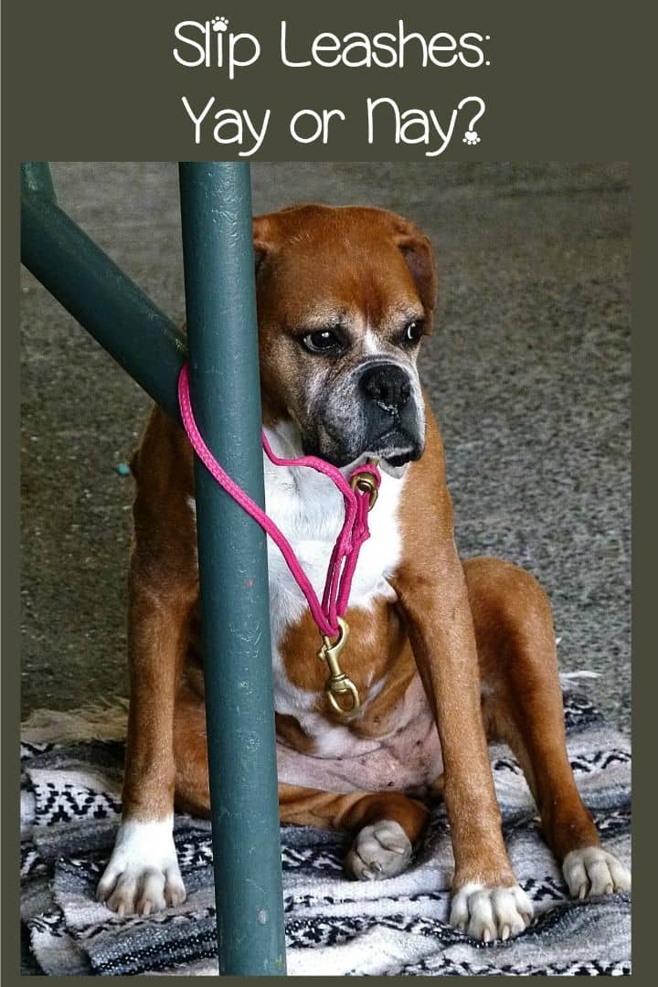 Slip Leashes Should You Use Them? DogVills