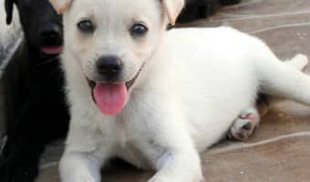 The key to a well adjusted puppy is socialization. With proper socialization, your puppy will be able to navigate the world with less fear or aggression.