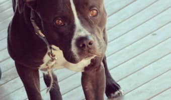 Today, Pitbull Puppy Training Tips will cover how to handle an unruly un-neutered Pitbully puppy. We'll cover Pitbull puppy training tips on a few things.