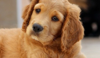 It's important to know what and when to feed weaning puppies. Starting at about one month old, weaning puppies need a special mix of solid food.