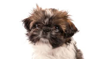 Looking for a new furry friend that's not a killer on allergies? Check out our picks for the 5 all-around best small hypoallergenic dogs for families.
