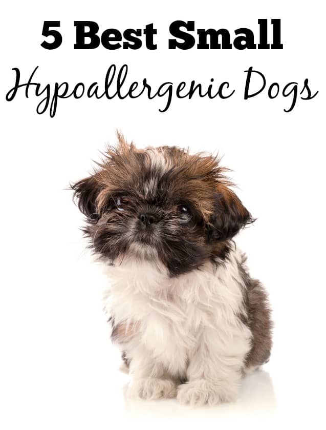 the best hypoallergenic dogs