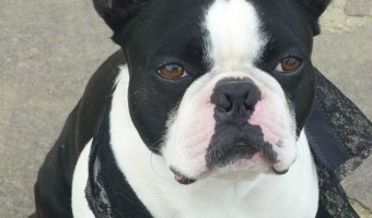 Boston Terriers are consummate family dogs. Boston Terriers are a popular breed because of their affectionate, inquisitive, and exuberant nature.