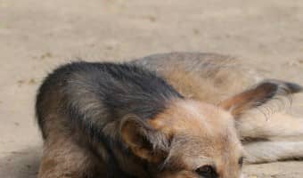 Putting your dog to sleep is never an easy time. While no amount of information can take away the pain, knowing the details of dog euthanasia can help with the decision process when the time comes.