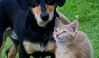While all dogs can be taught to love kitties, check out the top dog breeds that get along with cats if you're planning to adopt a new dog in a home with an older cat.