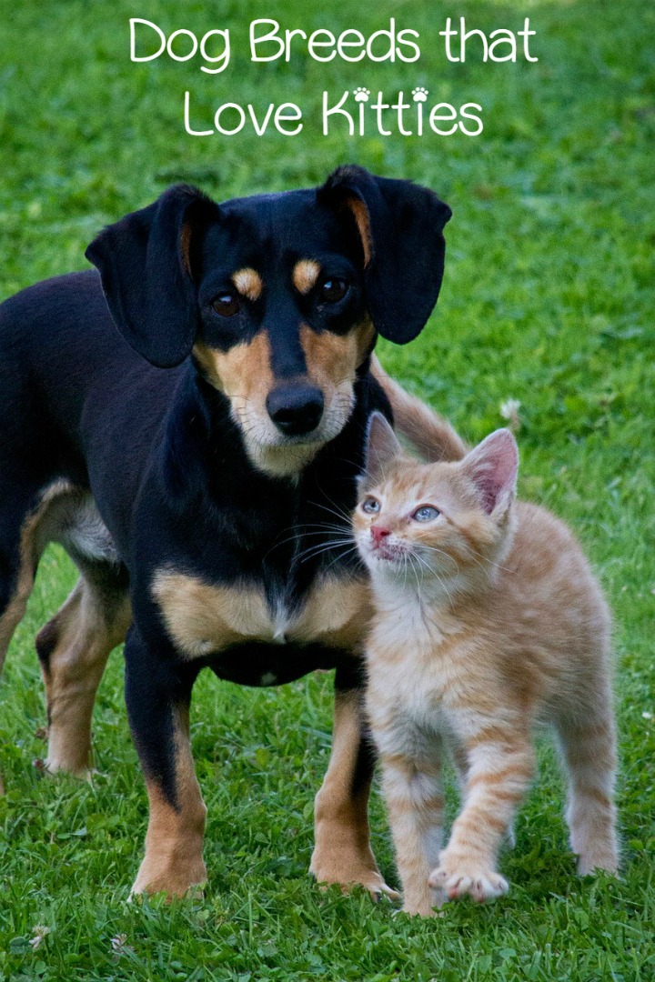 Top Dog Breeds That Get Along with Cats