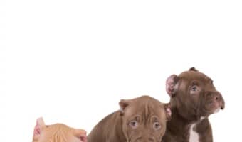 Wondering how to include your pitbull puppy in your wedding? Check out our fun tips to make your canine companion a part of your special day!