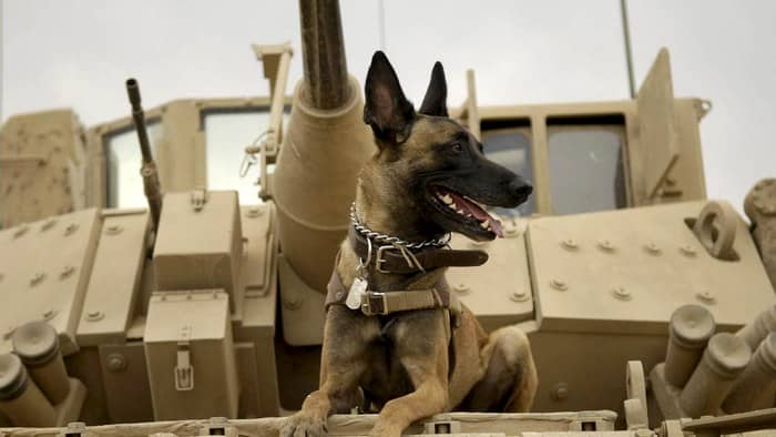 Max the movie review: see this powerful family film about a service dog  with your loved ones, but be sure to bring the tissues!