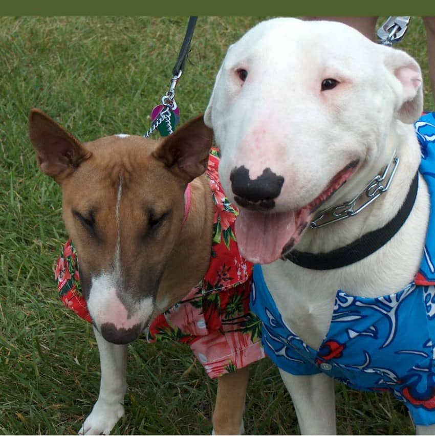 Our Favorite Positive Pitbull Quotes
