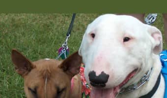 Pitbull Puppy Training Tips will discuss introducing your new puppy to other dogs. These Pitbull puppy training tips for introductions help keep it smooth.