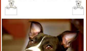 Today, Pitbull Puppy Training Tips focuses on dog proofing. This Pitbull Puppy Training Tips installment will teach you how to dog proof your home.