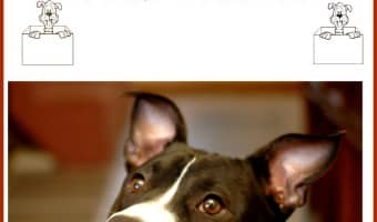 Today, Pitbull Puppy Training Tips focuses on dog proofing. This Pitbull Puppy Training Tips installment will teach you how to dog proof your home.