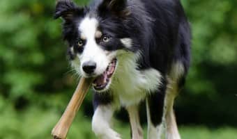 Rawhide bones are one of the best dog chews out there. They are made for chewing, not eating. That means rawhide bones help the chew fix without calories.