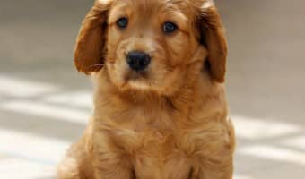 A common dog behavior problem is territory marking. If your dog is peeing on furniture or items, you have a dog behavior problem on your hands.