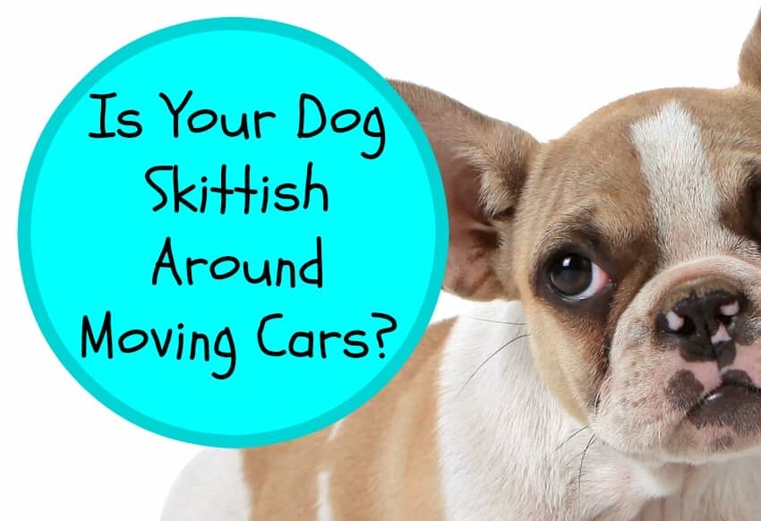 Tips for Keeping Your Dog Calm Around Moving Cars
