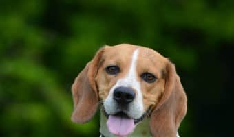 Planning on getting a new family dog? Before you hit the rescues, check out our list of the best and worst dog breeds for kids to bring home the right pet!