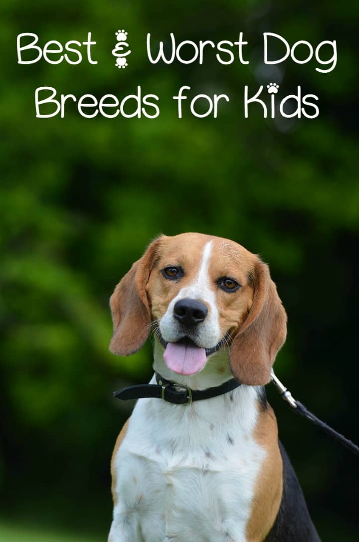 dog breeds dogs worst families breed beagles dogvills puppies kid pet pets children beagle hypoallergenic foods right animals getting planning
