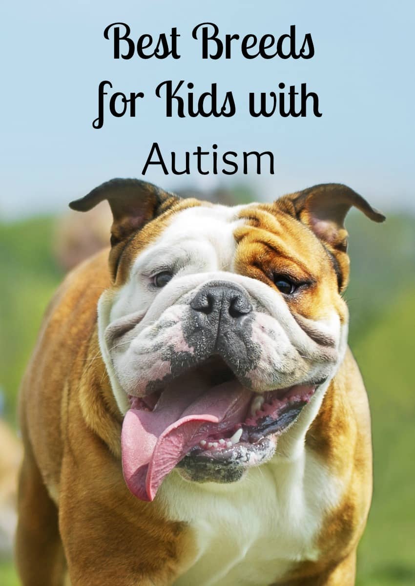 best dogs for autism