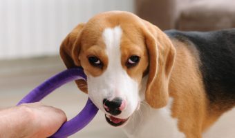 Satisfy your pup's chewing instinct with the best chew toys for a teething puppy! They'll keep your shoes safe & help those teeth come in with less pain.