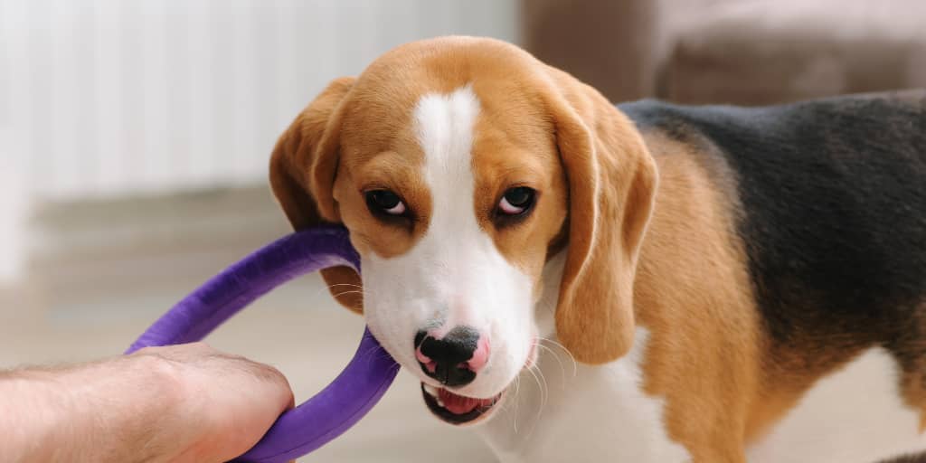 The Best Chew Toys for a Teething Puppy DogVills