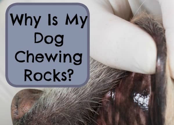  Why  Is My  Dog Chewing  Rocks DogVills