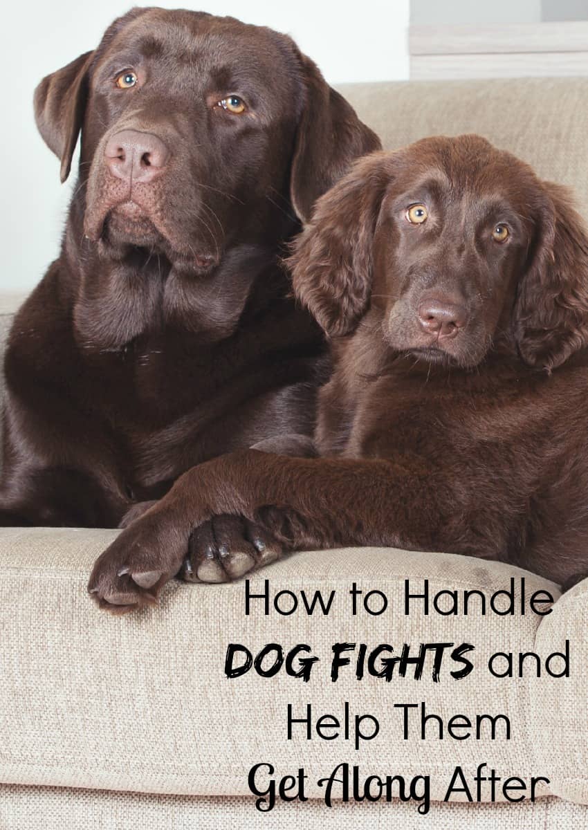 How to Handle Dog Fights and Help Them Get Along After