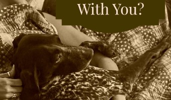 Is it a bad idea to let your dog sleep with you? Will it totally wreck his training? Find out the answer to that question & decide for yourself!