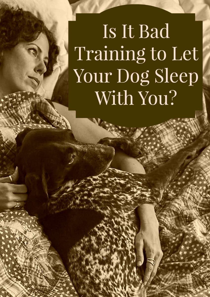 Is It Bad Training to Let Your Dog Sleep With You? DogVills