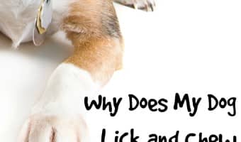If you find yourself asking "Why does my dog lick and chew his paws?" you're not alone. It's a common question! Check out a few possible reasons for this odd dog behavior!