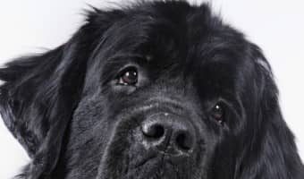 Thinking about getting a family friend to ease your child's fears and worries? Check out our picks for the best dog breeds for kids with anxiety!