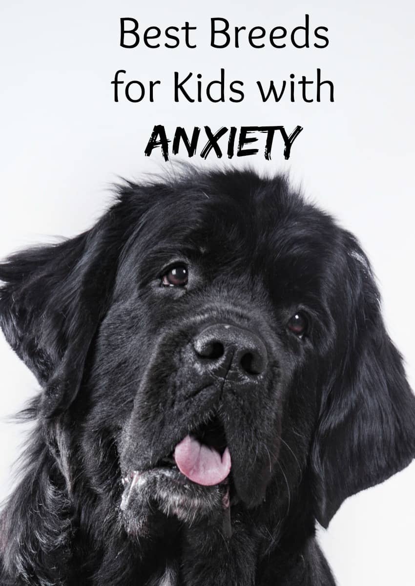 4 Best Dog Breeds for Kids with Anxiety DogVills