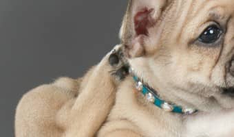 If your dog is shaking his head a lot, his ears may be bugging him. Check out these best products to ease your dog's itchy ears and give him swift relief.
