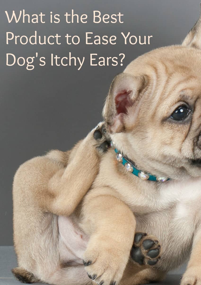 What Is the Best Product to Ease Your Dog's Itchy Ears?