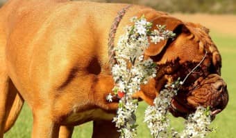 Seasonal allergies can be just as bad for dogs as for people. Here are some tips to help manage your dog's uncomfortable extreme seasonal allergies.