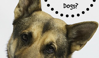 German Shepherds have a long history of being one of the best family dogs, but how did they earn that reputation? Find out what makes them so amazing!