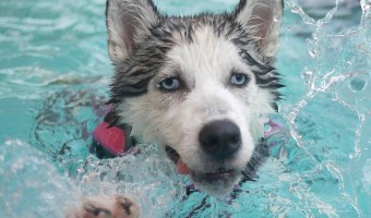 Hydrotherapy is an excellent resource for improved health for dogs. Hydrotherapy for dogs can help with a myriad of physical problems.