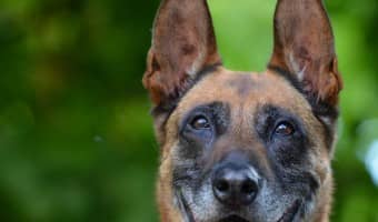 Hypoallergenic dog food can help with a variety of problems, including skin issues. The best hypoallergenic dog food is the one that works for your dog.