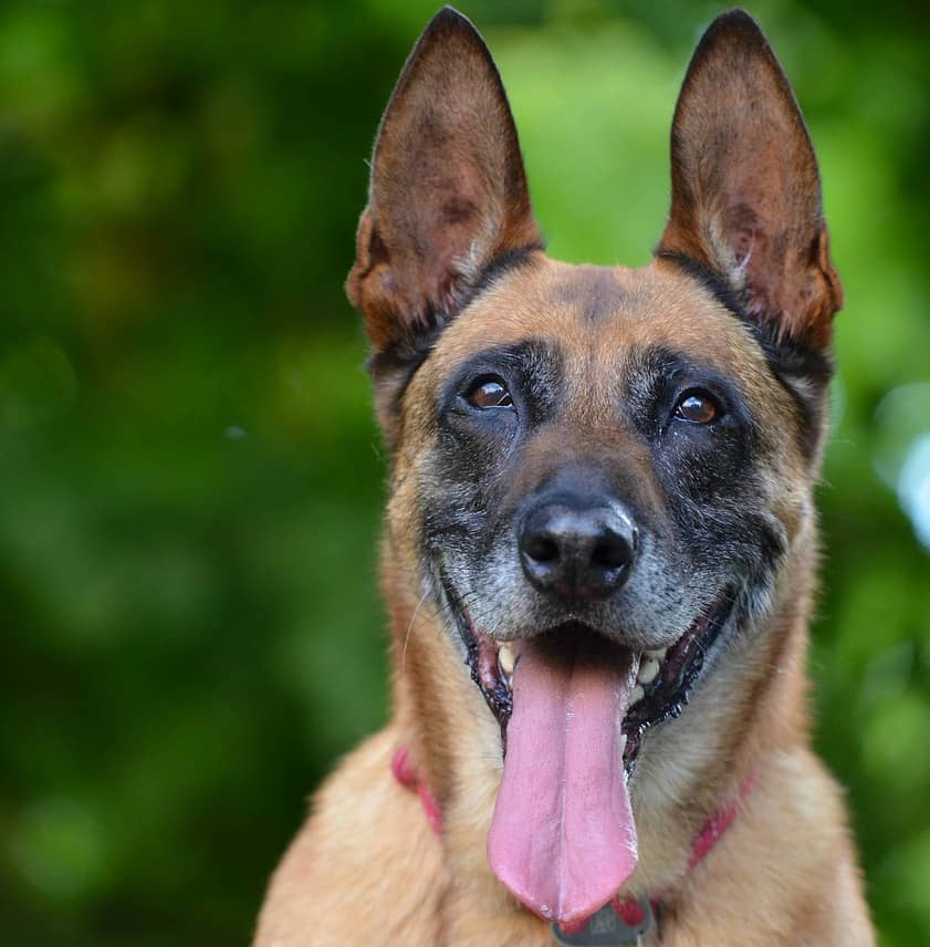 Hypoallergenic Dog Food Tesco : Lifelong Hypoallergenic Adult Dog Food Turkey and Rice ... / What are the best hypoallergenic dog foods?