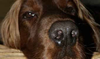 Finding the right hypoallergenic dog food can be tough when none of them agree with your dog. You vet is your best bet for finding hypoallergenic dog food.