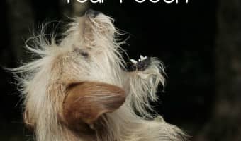 Hypoallergenic dog treats are a great way to train a dog with food sensitivities. Hypoallergenic dog treats let you train the dog without allergy flair ups.