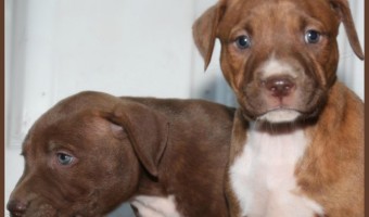 Today, Pitbull Puppy Training Tips talks about raising more than one Pitbull. This edition of Pitbull Puppy Training Tips debunks the lone Pit puppy myth.