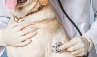 Thinking about getting pet insurance but just aren't sure if it's worth it? See how it works before you decide for yourself if it's good for your dog.