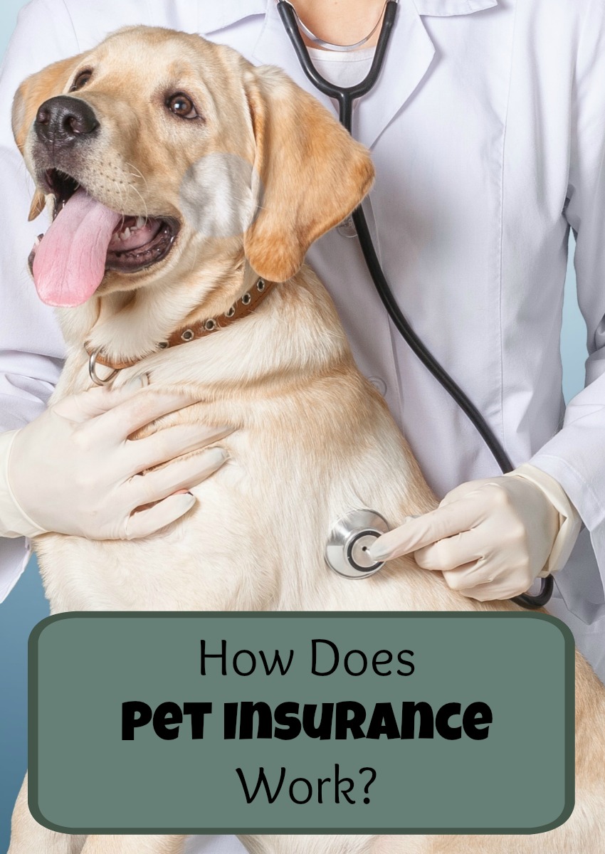 How Does Pet Insurance Work? DogVills