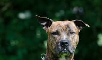 In this edition of Pitbull Puppy Training Tips, we'll talk about the Alpha concept. Pitbull Puppy Training Tips will discuss this as it relates to training.