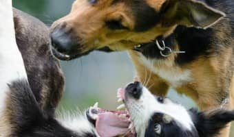 Your time at the dog park will go much smoother if you know how to tell if your dogs are playing or fighting. Check out the signs of both behaviors!